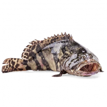 鲜活龙胆鱼￥98.00/500-650g补货中鲜活八爪鱼￥68.00/2只补货中